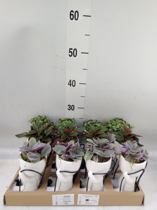 <h4>Arr.   Kamerplant Groen L%</h4>