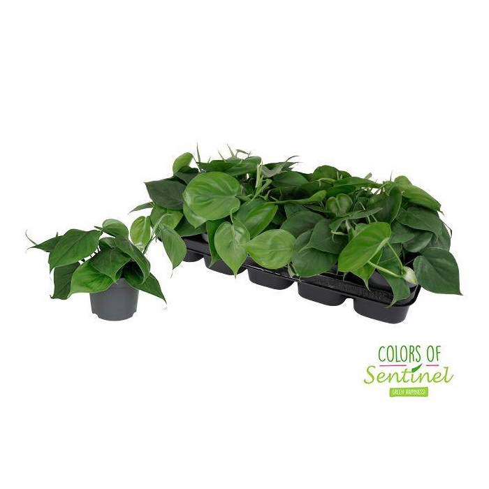 <h4>Philodendron Scandens 12Ø 15cm</h4>