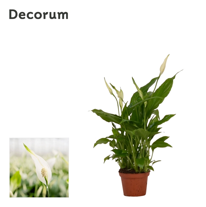 <h4>Spathiphyllum 6,5 cm Chopin Decorum</h4>