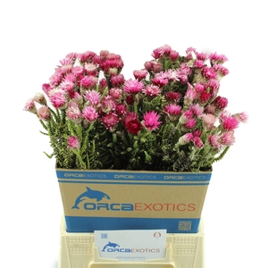 Kaaps Phaenocoma Prolifera