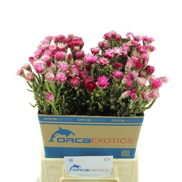 <h4>Kaaps Phaenocoma Prolifera</h4>