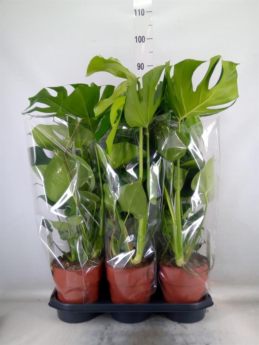 <h4>Monstera delic.</h4>