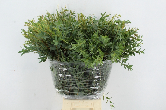 <h4>EUCALYPTUS PARVIFOLI</h4>