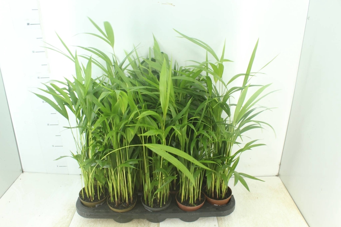 <h4>ARECA BAMBU P11</h4>