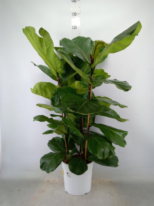 <h4>Ficus   ...</h4>