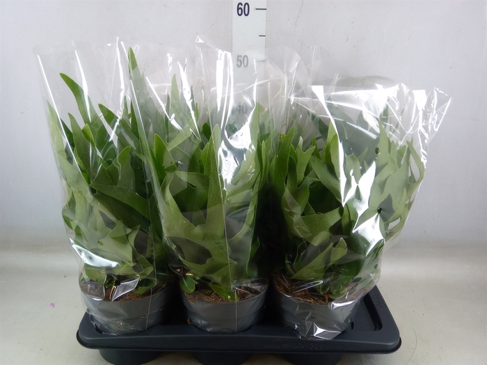 <h4>Platycerium bifurc.</h4>
