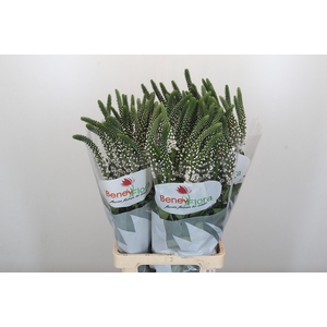 Lysimachia Moonlight