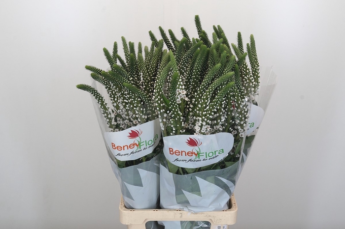 <h4>Lysimachia Moonlight</h4>