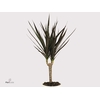 Dracaena Magenta 1 Stam In Stone Keramiek