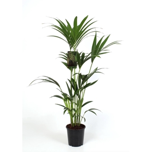 Howea forsteriana