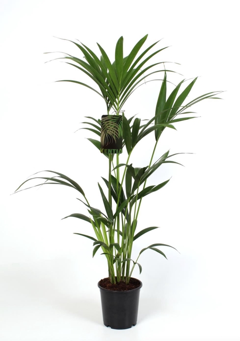 <h4>Howea forsteriana</h4>