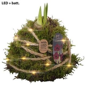 PTAA8855 Arrangement Amaryllis in mos gewikkeld met led