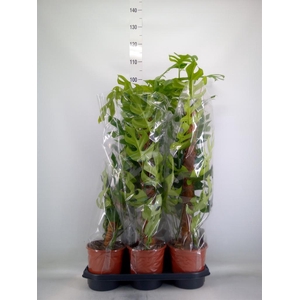 Monstera delic. 'Piccolo'