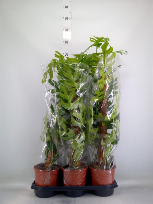 <h4>Monstera delic. 'Piccolo'</h4>