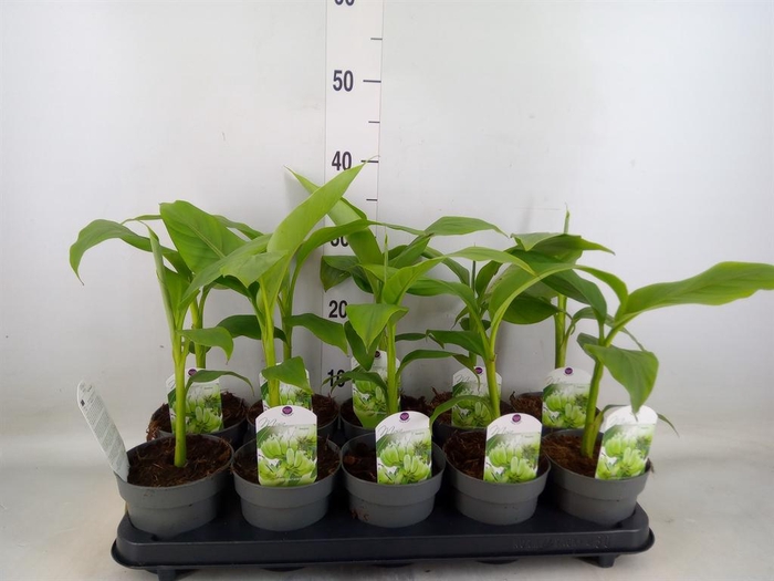 <h4>Musa basjoo</h4>