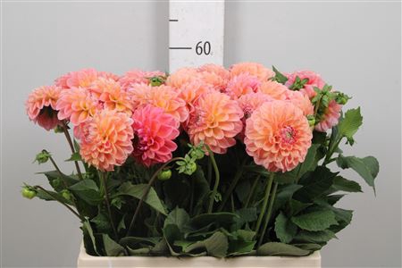<h4>Dahl Lindas Baby</h4>
