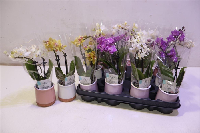 <h4>Phal Mini</h4>