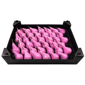 Waxpeer Pinkrose