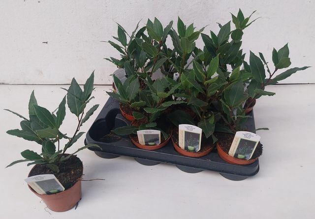 <h4>Laurus nobilis overig.</h4>