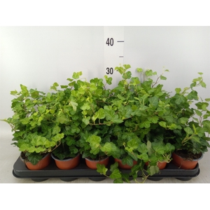 Hedera helix 'Wonder'