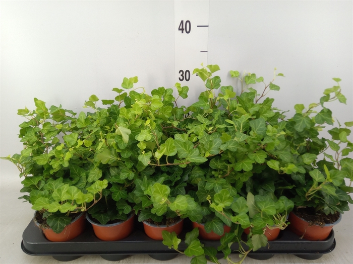 <h4>Hedera helix 'Wonder'</h4>
