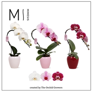 Mimesis Phal. Swan Mix - 1 spike 7cm in Martine Mix Ceramic (Red/White/Blush)