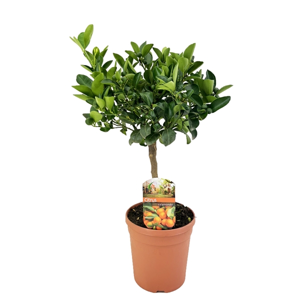 <h4>Citrus calamondin</h4>