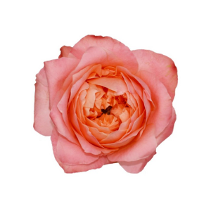 R GR DRAGONFLY Agrivaldani