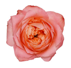 <h4>R GR DRAGONFLY Agrivaldani</h4>