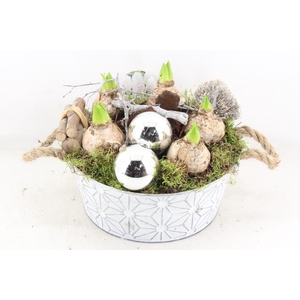 arr4 Hyacint VL - Zink wit rond oor 335/2