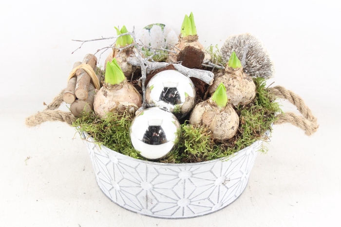 <h4>arr4 Hyacint VL - Zink wit rond oor 335/2</h4>