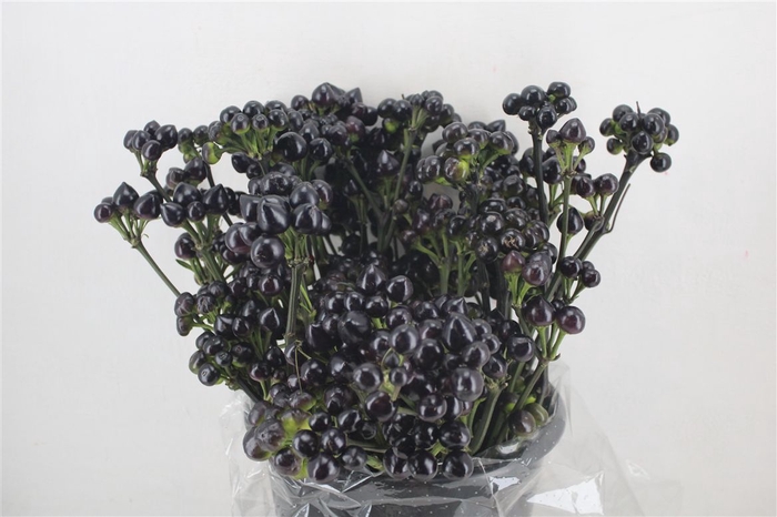 <h4>Pepers Round Noir Bunch</h4>