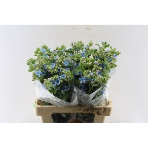 Oxypetalum Tan Pur Blue