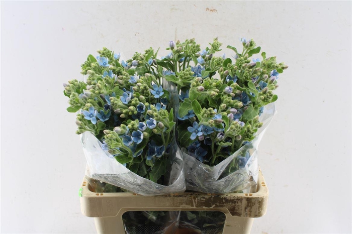 <h4>Oxypetalum Tan Pur Blue</h4>