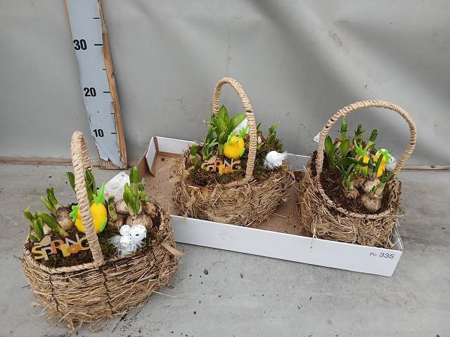 <h4>ARR BOL KNOLGEWAS</h4>