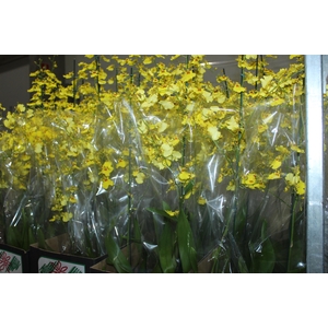 ONCIDIUM ALOHA P15