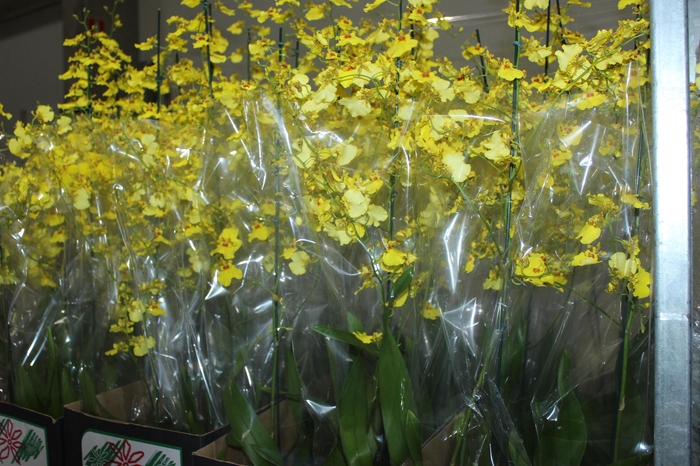 <h4>ONCIDIUM ALOHA P15</h4>