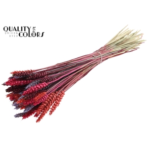 Triticum per bunch Colourful 9