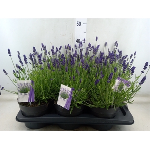 Lavandula angus. 'Hidcote'