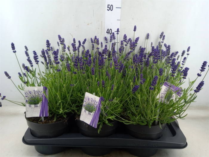 <h4>Lavandula angus. 'Hidcote'</h4>