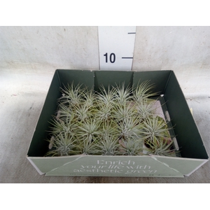 Tillandsia
