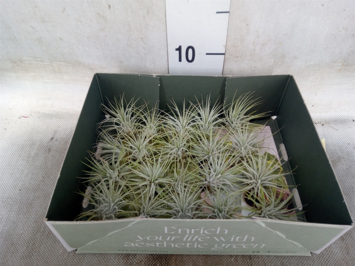 <h4>Tillandsia</h4>