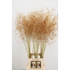 STIPA GIGANTEA 100CM