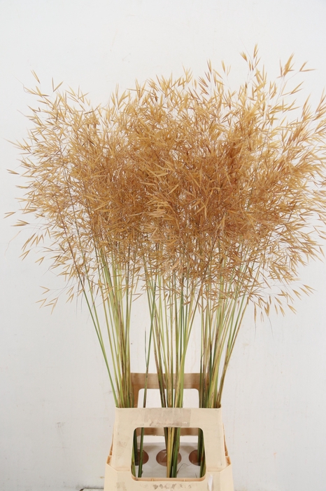 STIPA GIGANTEA 100CM