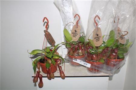 <h4>Nepent Alata Hangpotten</h4>