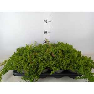 Juniperus procumbens 'Nana'