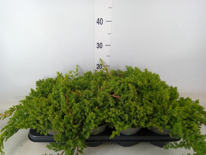 <h4>Juniperus procumbens 'Nana'</h4>