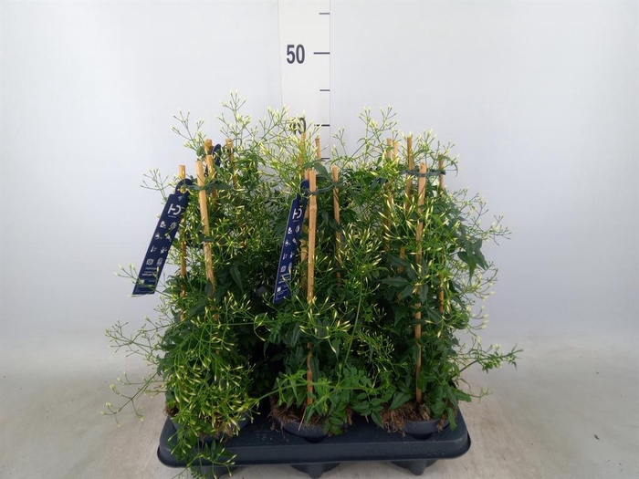 <h4>Jasminum polyanthum</h4>