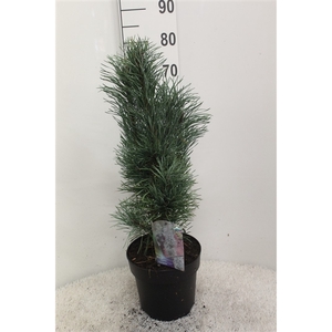 Pinus sylvestris 'Fastigiata' P26 potgedrukt