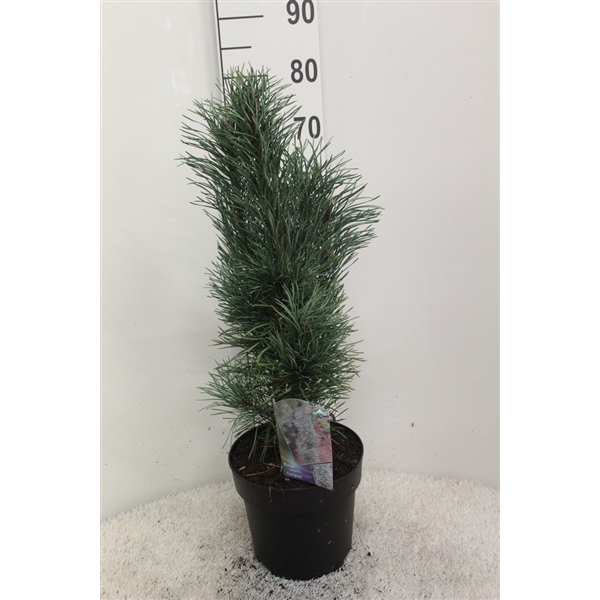 <h4>Pinus sylvestris 'Fastigiata' P26 potgedrukt</h4>